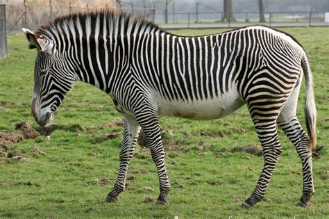 Grevys Zebra Facts Habitat Diet Life Cycle Pictures