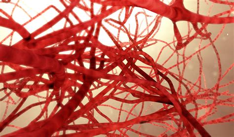 A Network Of 3d Printed Blood Vessels To Facilitate Transplants 3dnatives
