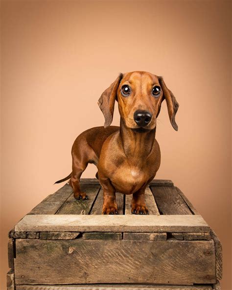 Some Of The Mutleys Whove Had An Studio Pet Photography Session