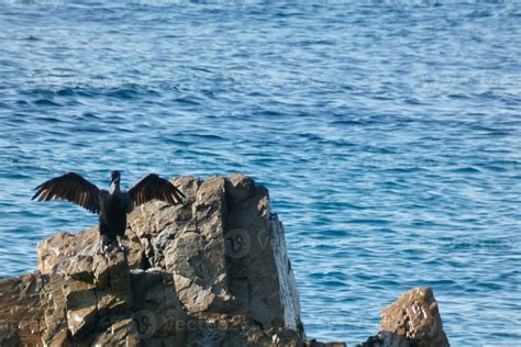 Corbarans Seabirds On Rocks Close To The Shore 30768697 Stock Photo At