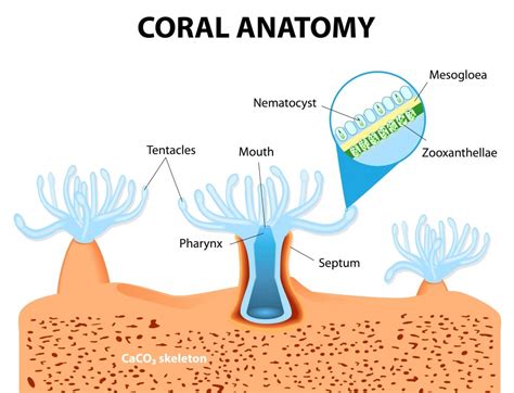 How Are Coral Reef Formed