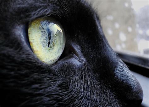 Cat Eye Free Photo Download Freeimages