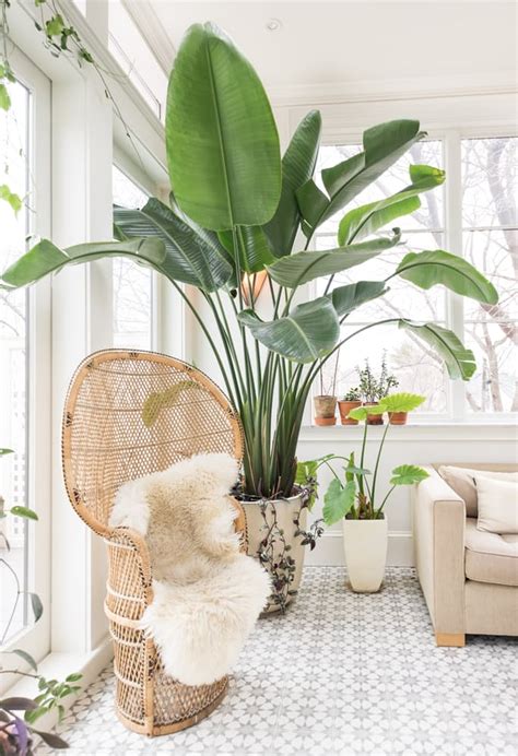 Fantastic Tips To Decorate Your Home With Tall Indoor Plants Top Dreamer