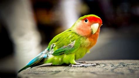 Pájaros Toda La Información Sobre Las Aves Más Curiosas