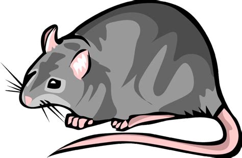 Download High Quality Rat Clipart Gray Transparent Png Images Art