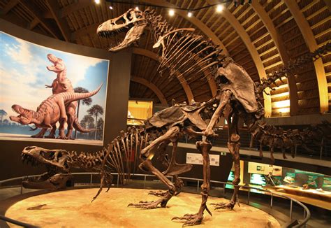 Til There Is A Museum In Spain That Shows Two T Rex