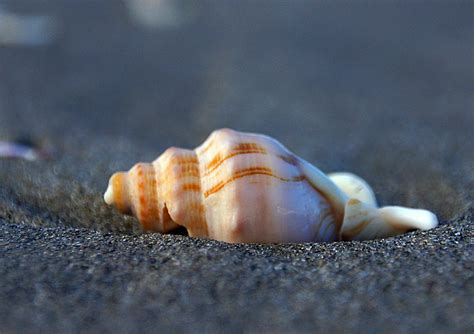 Free Images Beach Sand Shoreline Fauna Material Invertebrate Seashell Conch Close Up