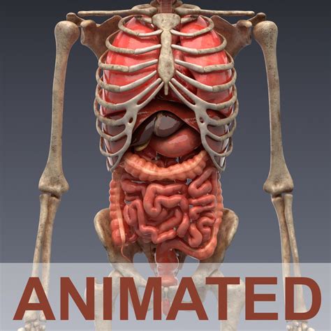 Animated Internal Organs Skeleton 3d Characters And People ~ Creative