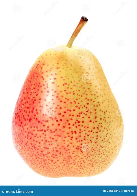 Single A Orange Fresh Pear Stock Photo Image Of Harvesting 24666842