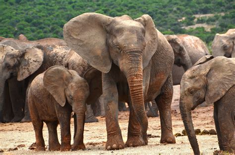 Free stock photo of africa, african bush elephant, baby ...
