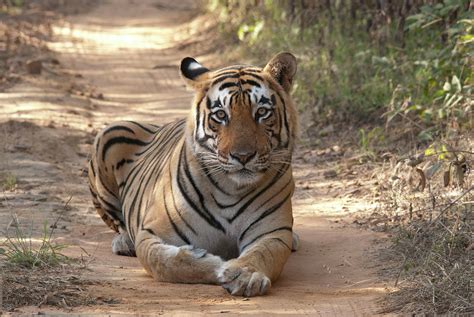 Tiger Sitting On Field Photograph By Chaithanya Krishna Photography