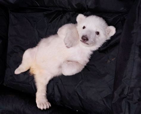 See 2 New Polar Bear Cubs Born At Detroit Zoo