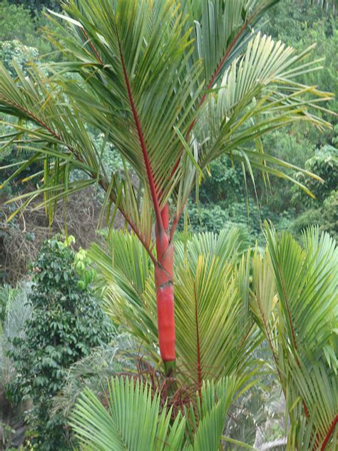 Polynesian Produce Stand ~lipstick Palm~ Cyrtostachys Renda Red Sealing Wax Palm Tree Live