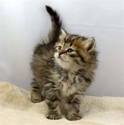 Brown Mackerel Tabby Male 4 Weeks Old Available Tabby Kitten Cute