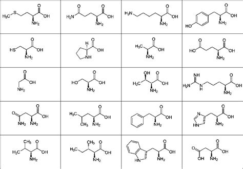 Amino Acids Diagram Quizlet