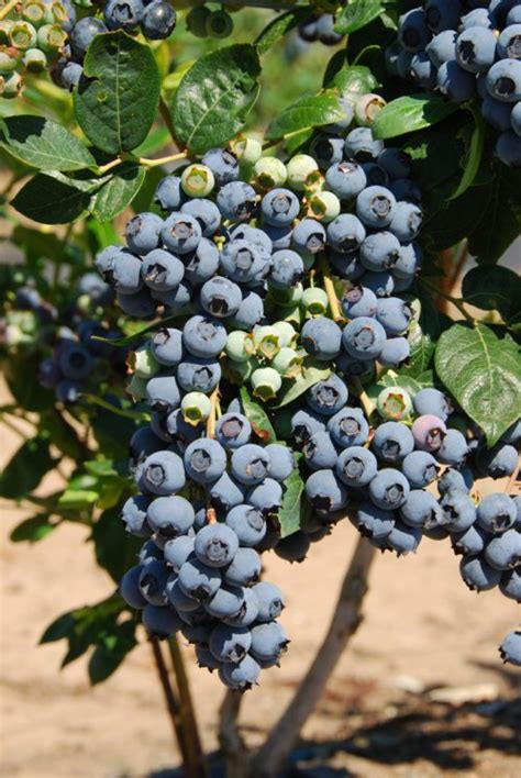 Premier Rabbiteye Blueberry Plant Isons Nursery And Vineyard