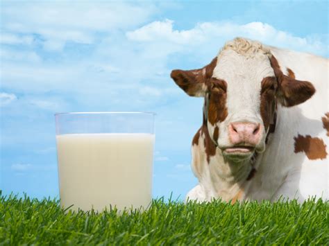 Milk a cow, produce some milk!you are a dairyman, milking fresh milk everyday, working hard to fulfill the orders students draw pictures inside the cow of foods that are made from milk (dairy products). Which Milk is Best - The Fermented Foody