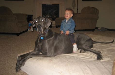 Zeus Worlds Tallest Dog Ever Guinness World Records Most
