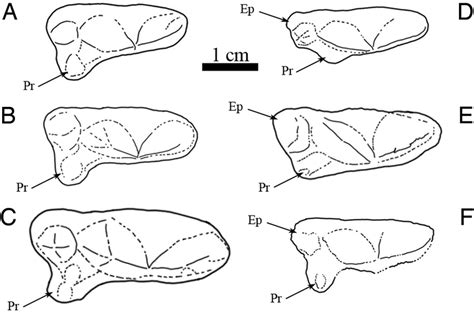 Comparative Morphology Of Upper Carnassials P 4 In Occlusal View