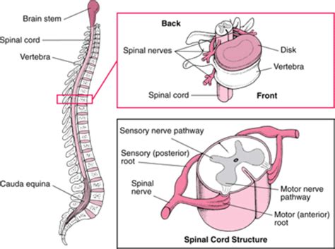 Physiology Peripheral Nervous System Flashcards Quizlet