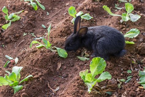 Lou Mcleod How To Keep Rabbits From Eating Everything In Your Garden