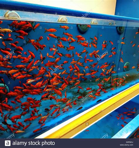 Shop online and pick up in store. Goldfish in a pet store fish tank Stock Photo - Alamy