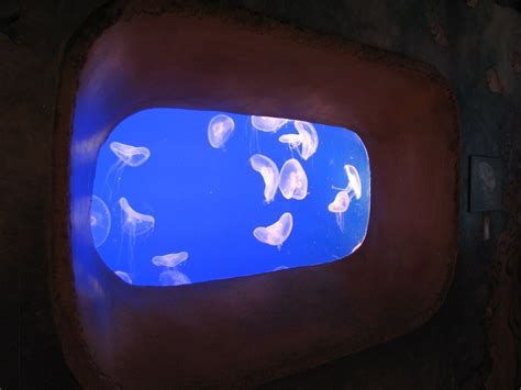Journey To Atlantis Jewels Of The Sea Aquarium Moon Jelly Exhibit