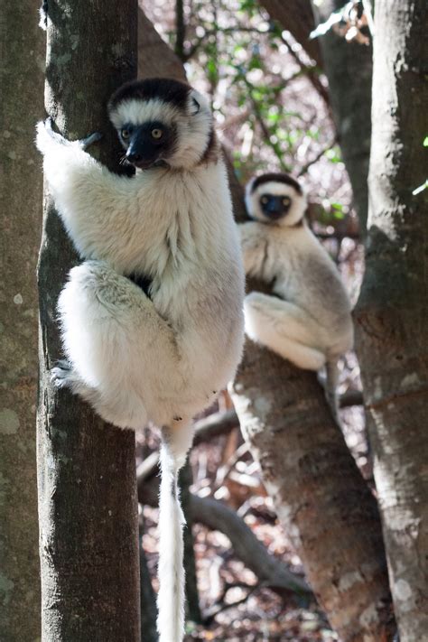Sifakas Ring Tails And Sportive Lemurs At Berenty Reserve Lemur