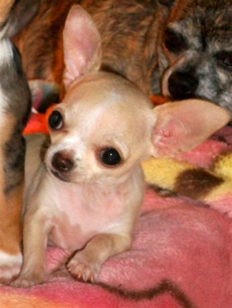 Tiny Tim Apple Head Chihuahua Teacup Chihuahua Puppies Baby