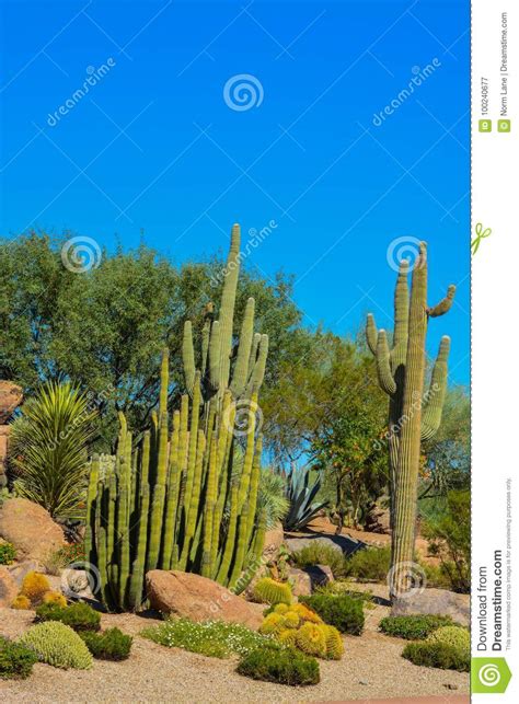 Desert Cactus Landscape In Arizona Stock Image Image Of Prickly
