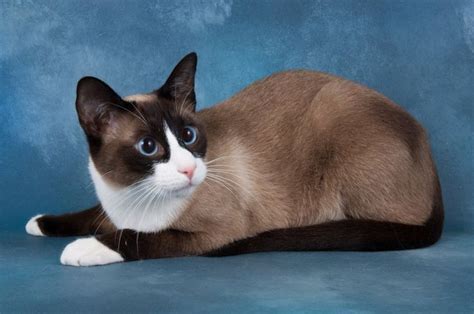 10 Things You Should Know About The Snowshoe Cat Snowshoe Cat Cat