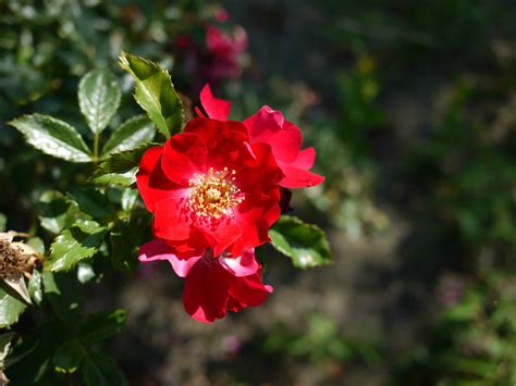 10 Best Climbing Roses