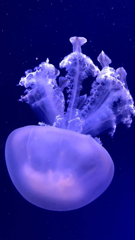Jellyfish Aquatic Animal Underwater 720x1280 Wallpaper Aquatic