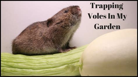 Trapping Voles In My Garden Mousetrap Monday Youtube