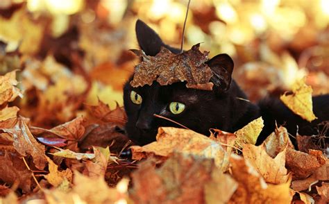 Maybe you would like to learn more about one of these? Black cat lays in wait under leaves This phot was taken in ...