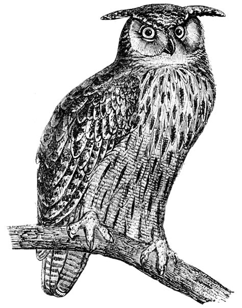 Embed this image on your blog or website (copy and paste). bird clipart black and white - Google Search | Black and ...