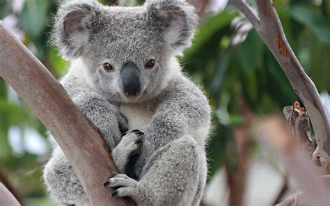 See more ideas about koala, baby koala, koalas. Baby Koala Wallpaper (57+ images)