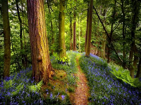 Hd Forest Wildflowers Wallpaper Spring Forest Forest Path Fantasy