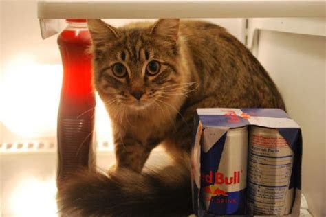 Images For Cool Cats Who Live In Fridges Funny Pics