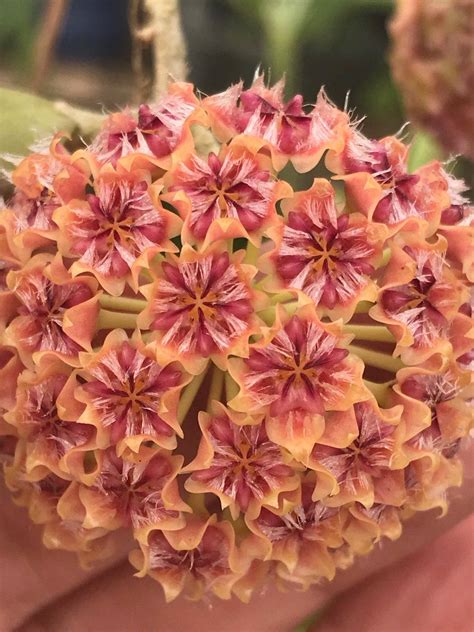 Tips on growing wax plant hoya canosa. Hoya mindorensis 'Pink/Yellow' | Hoya plants, Plants ...