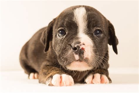 Black And White Spotted Pitbull Puppy