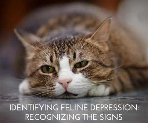 Identifying Feline Depression Recognizing The Signs Guildcrest Cat