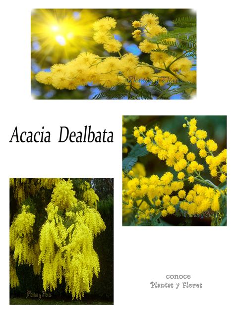 Acacia Dealbata La Mimosa Acacia Mimosa Aromo O Acacia Australiana