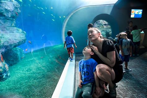 Point Defiance Zoo And Aquariums New Pacific Seas Is Ultra Kid