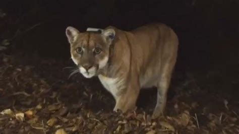 Vicious Cougar Attack Near Seattle Leaves One Dead And Another