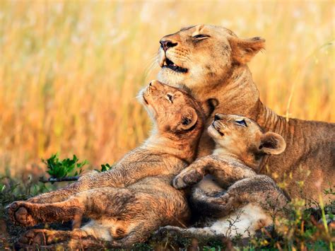 Wallpaper Lions Lioness Cubs Africa 2560x1920 Hd Picture Image
