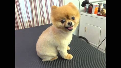 Watch This Before You Shave A Pomeranian Youtube Pomeranian Puppy