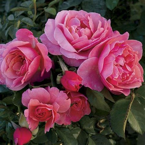 Floribunda Rose Hybrid Tea Roses Rose Trees