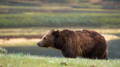 Yellowstone Grizzly Bears Cant Be Hunted Says New Court Ruling
