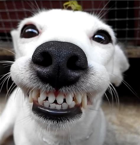 Dog Cant Stop Smiling When Grasshopper Lands On Her Head